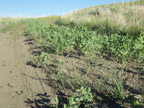 Image of prairie thermopsis