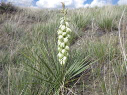 Sivun Yucca glauca Nutt. kuva