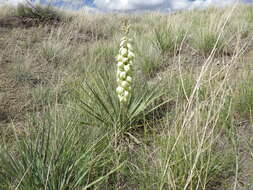 Image of soapweed yucca