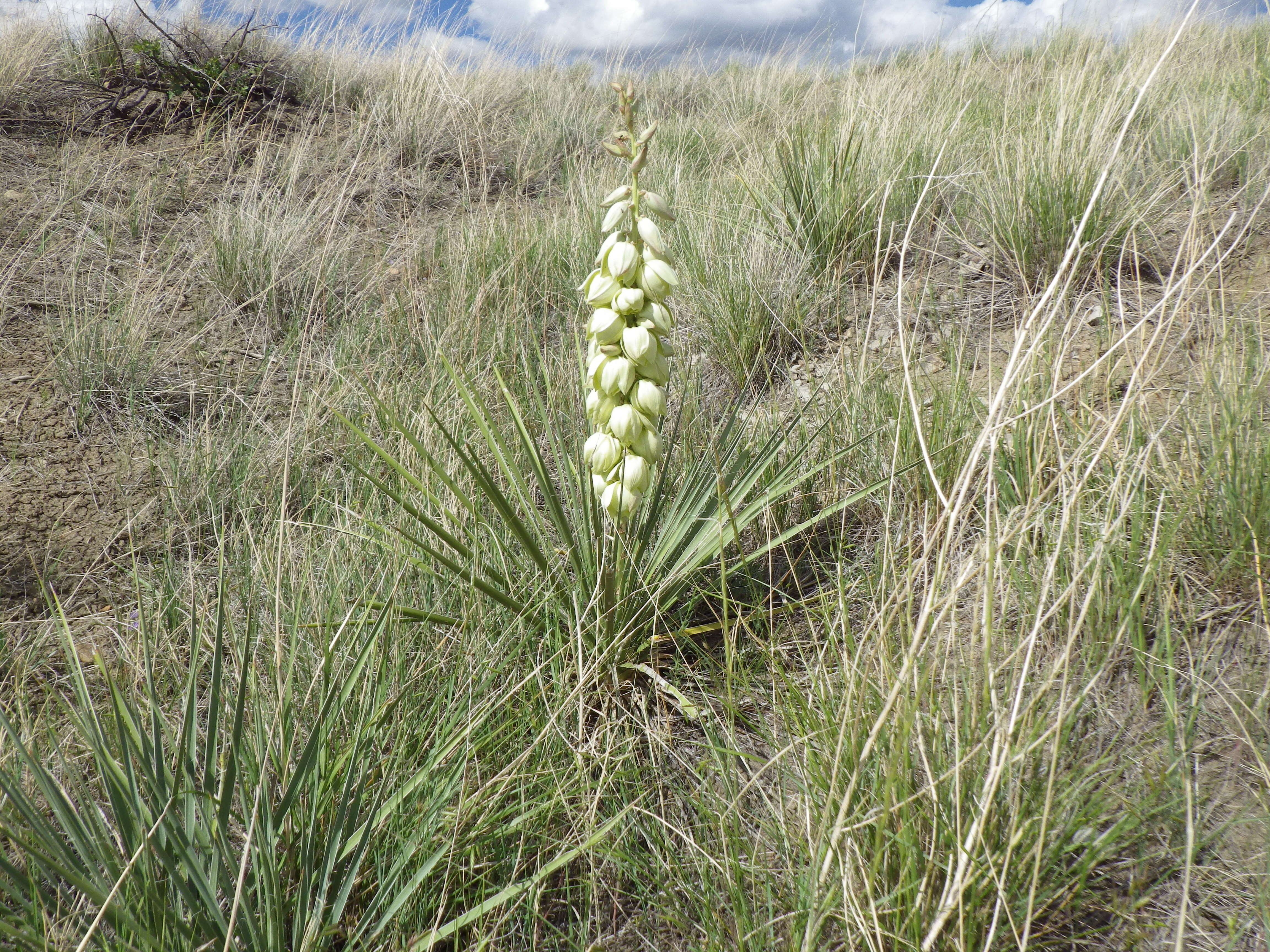 Sivun Yucca glauca Nutt. kuva