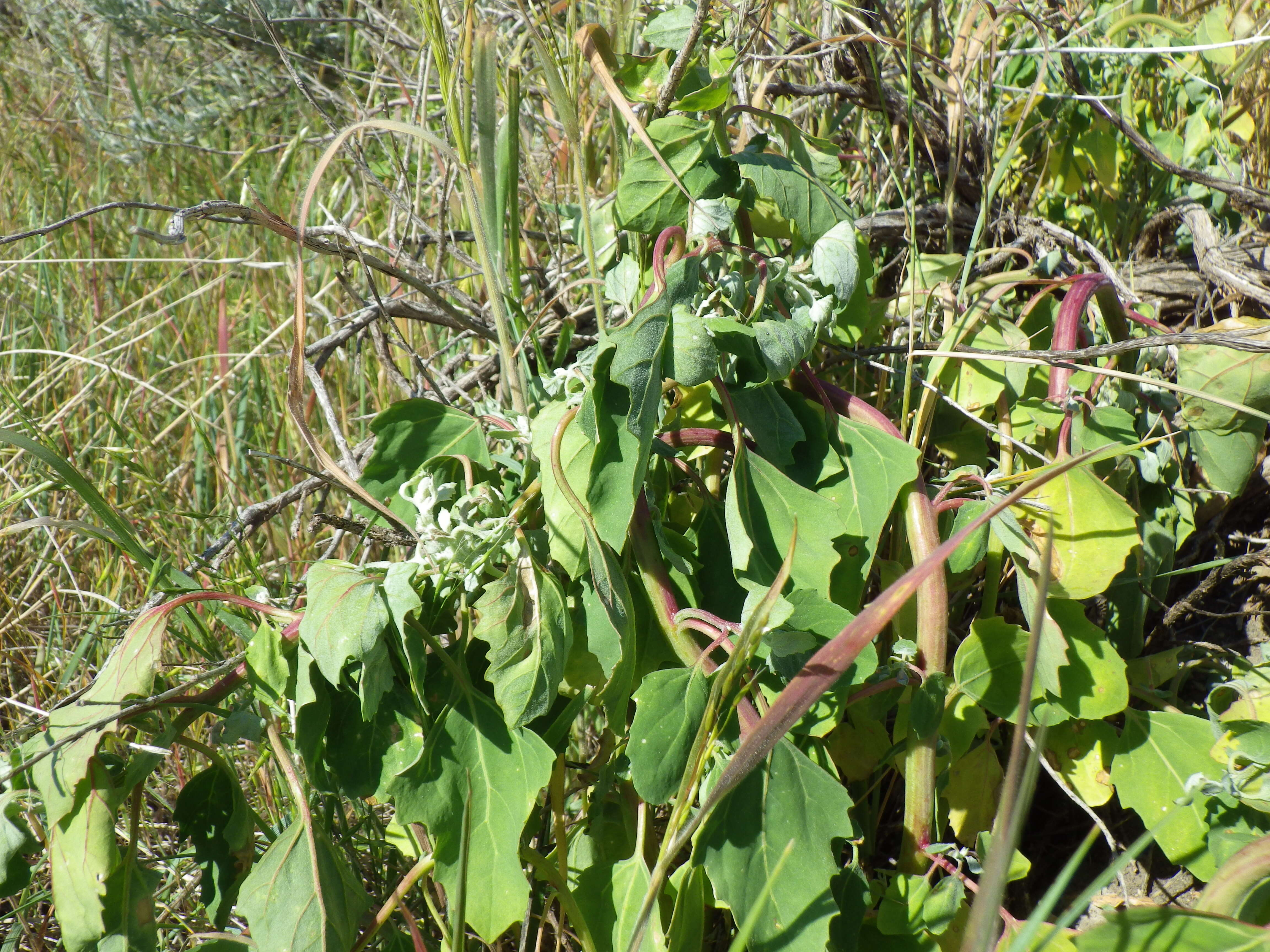 Image of pitseed goosefoot