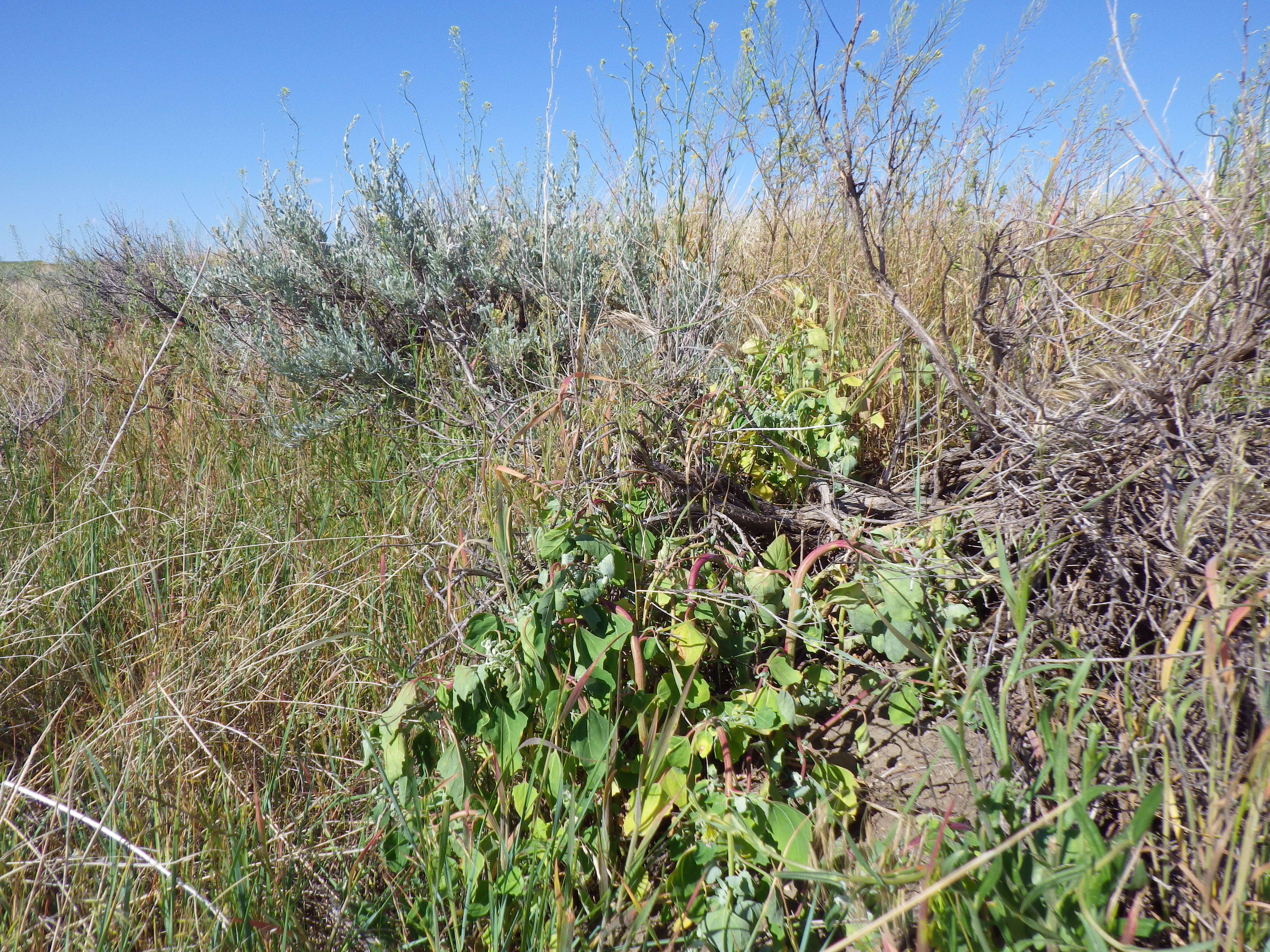 Image of pitseed goosefoot