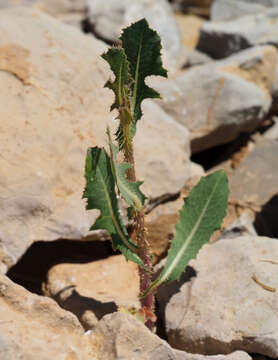 Image of Lactuca aculeata Boiss. & Kotschy ex Boiss.