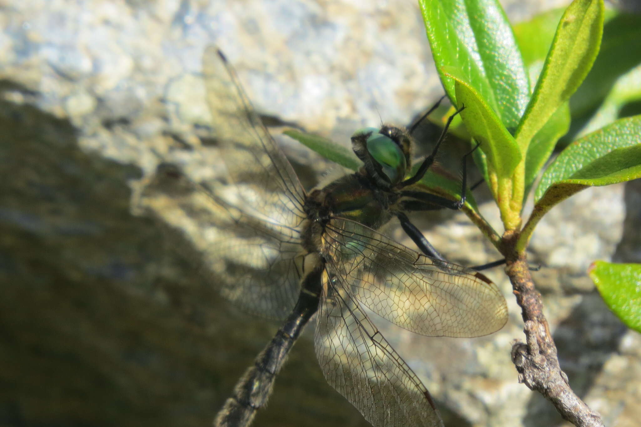 Image of Alpine emerald