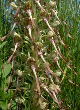 Image of Lizard orchid