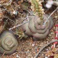 Crassula hemisphaerica Thunb. resmi