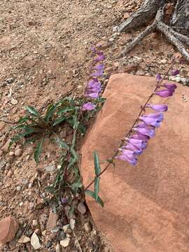 Image of southwestern beardtongue