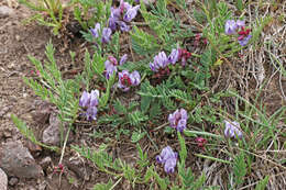 Astragalus miser var. oblongifolius (Rydb.) Cronq. resmi