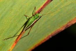 صورة Conocephalus (Anisoptera) bilineatus (Erichson 1842)