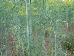 Image of dill