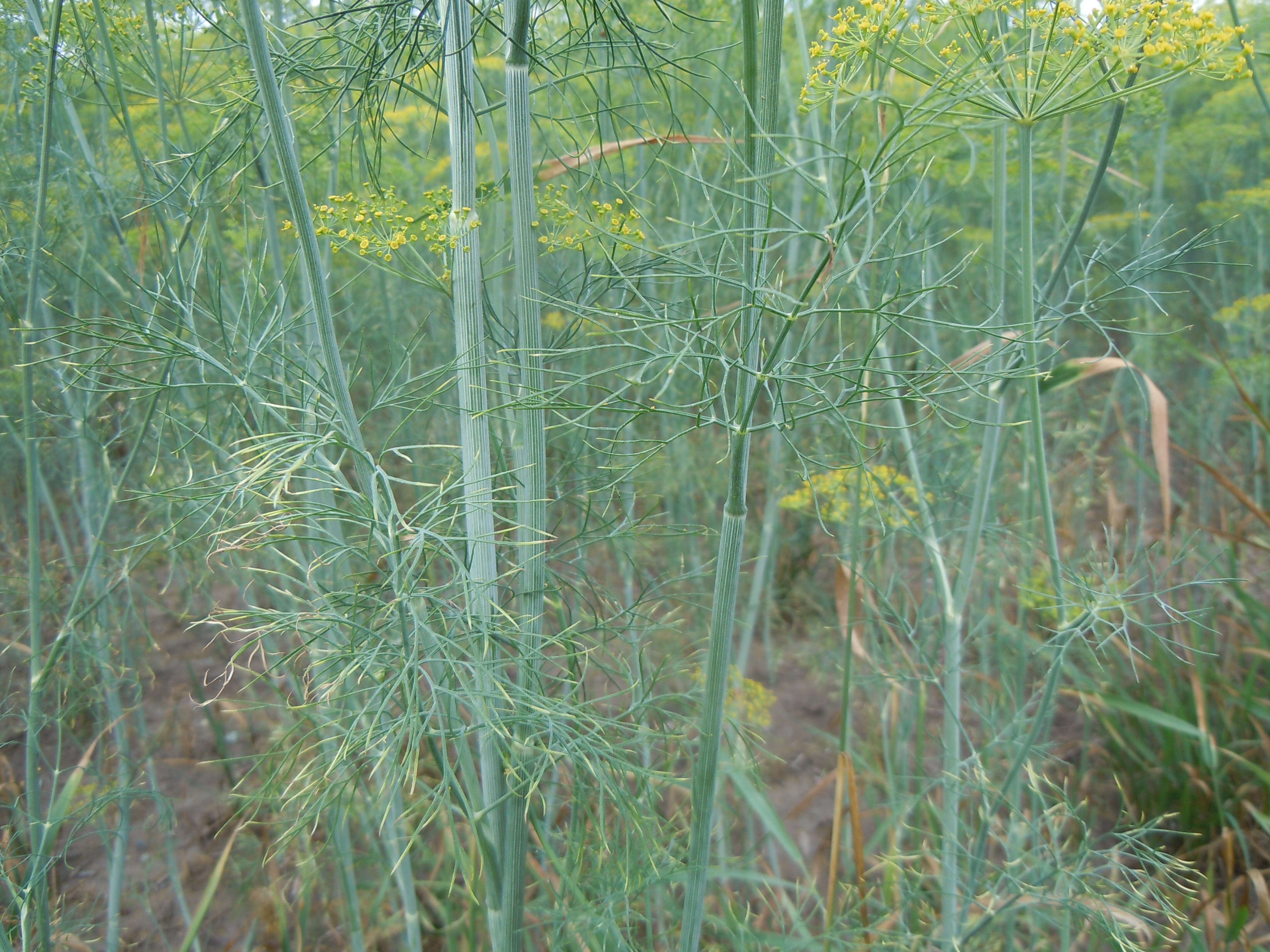 Image of dill