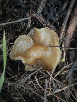 Image of Paragalactinia succosa (Berk.) Van Vooren