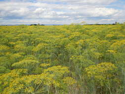 Image of dill