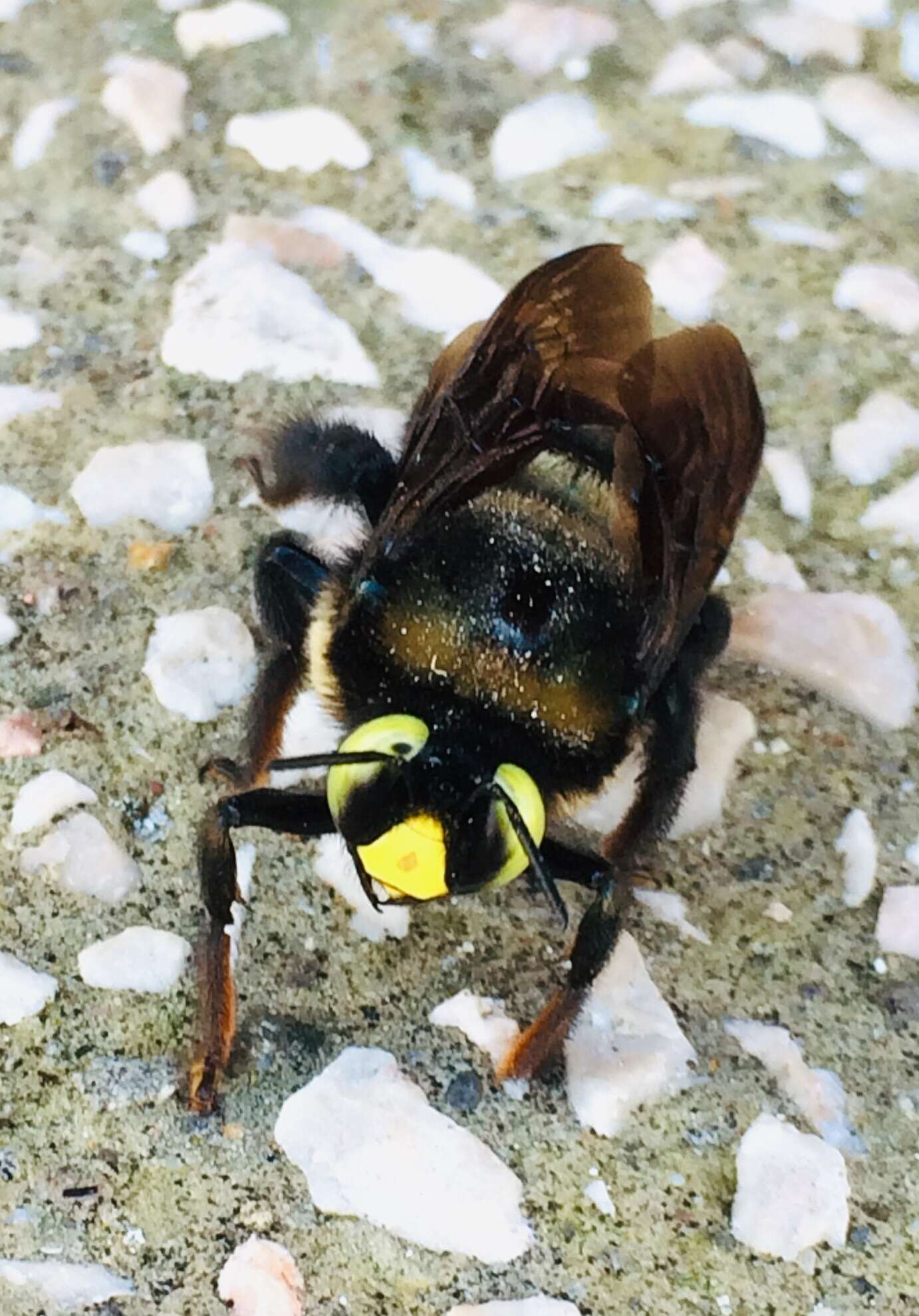 Plancia ëd Xylocopa cyanea Smith 1874