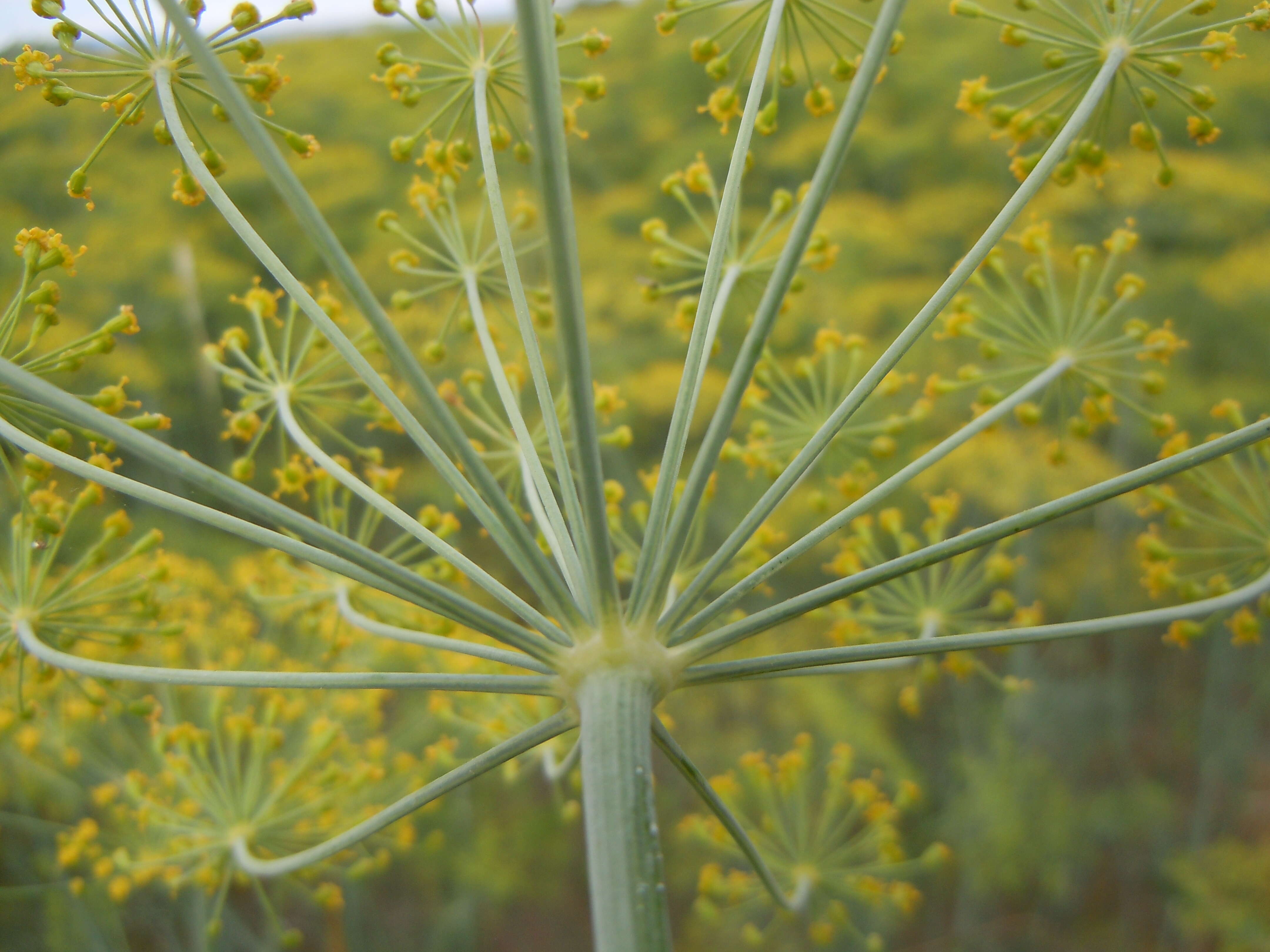 Image of dill