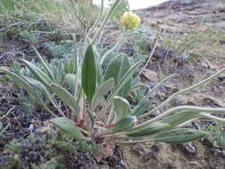 Image of alpine golden buckwheat