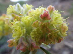 Image of alpine golden buckwheat