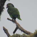 صورة Amazona vinacea (Kuhl 1820)