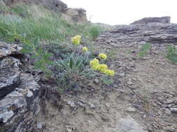 Image of alpine golden buckwheat