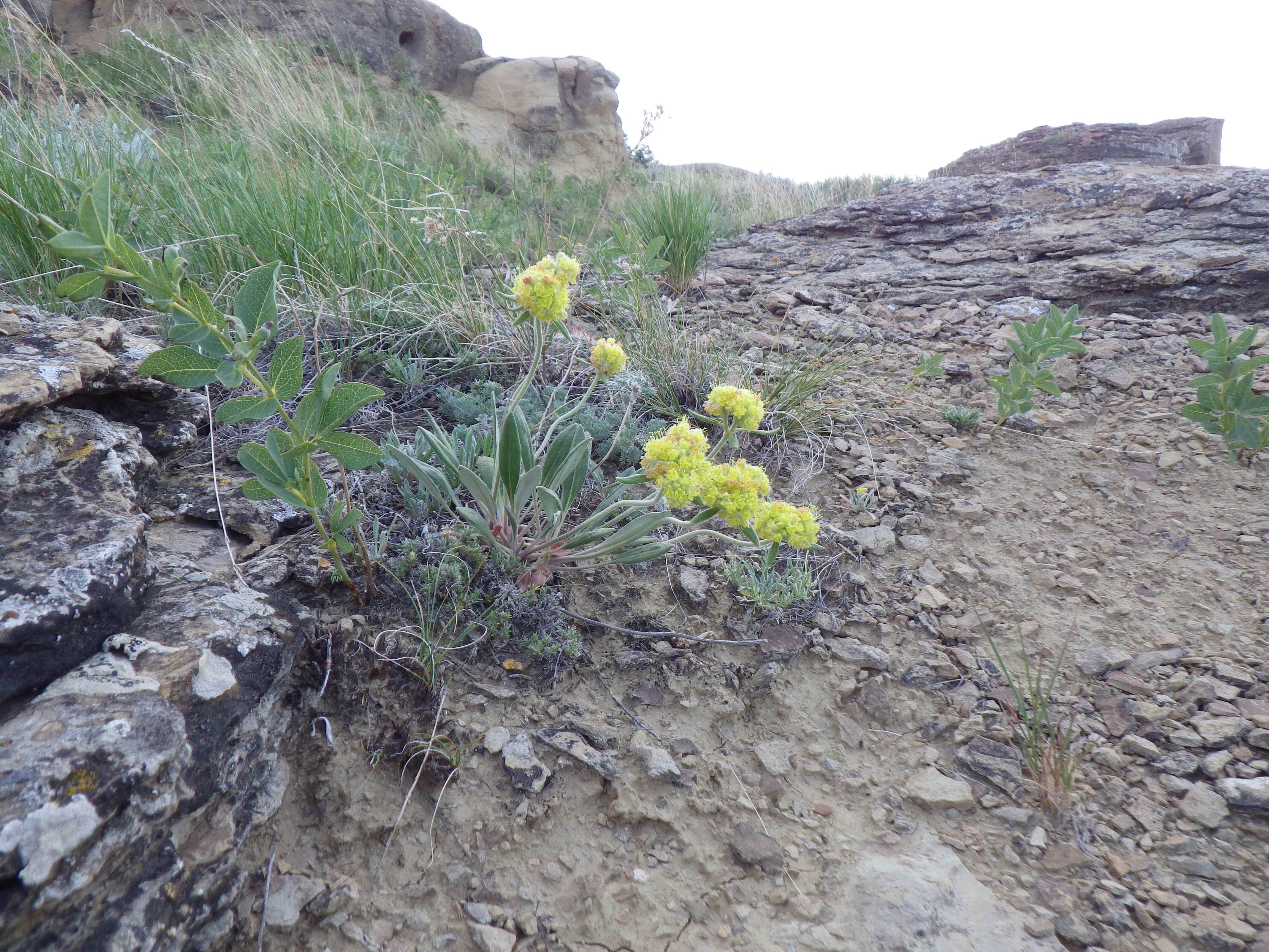 Image of alpine golden buckwheat