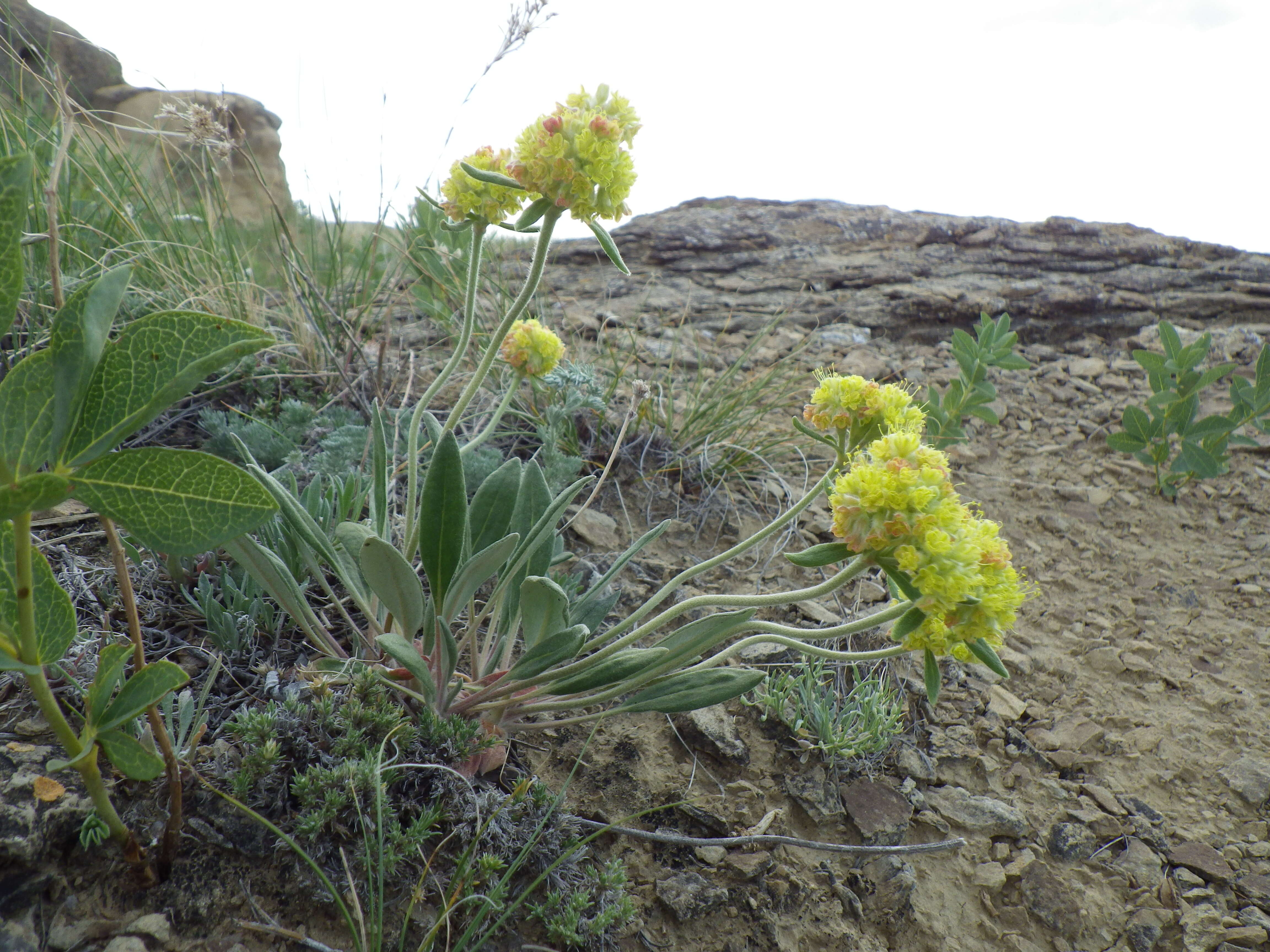 Image of alpine golden buckwheat