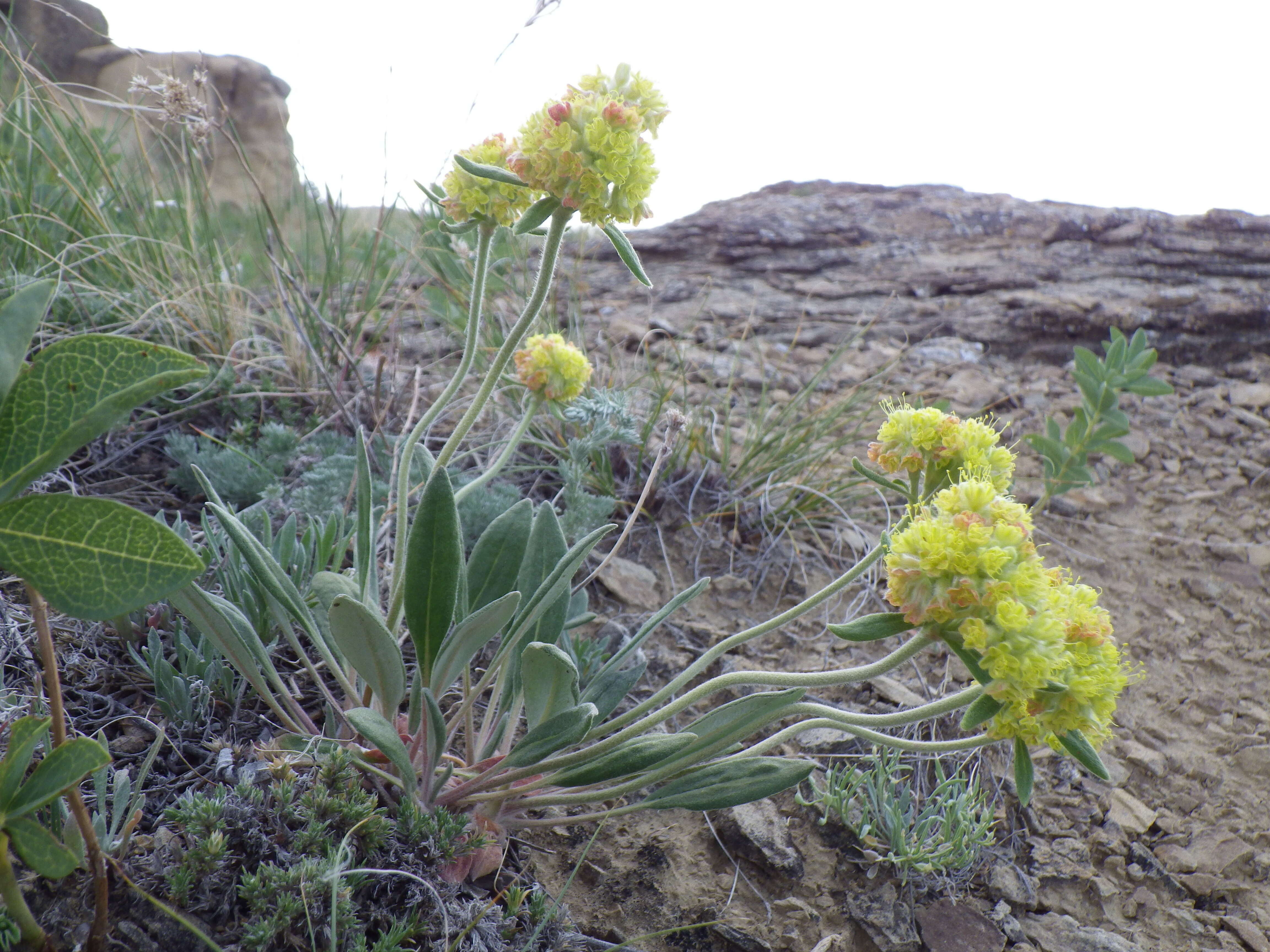 Image of alpine golden buckwheat