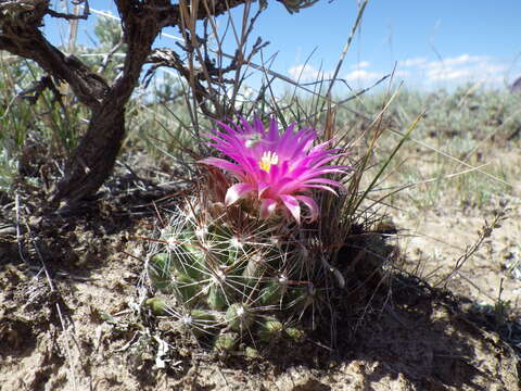 Image of Pincushion Cactus