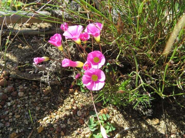 Image of Oxalis commutata Sond.