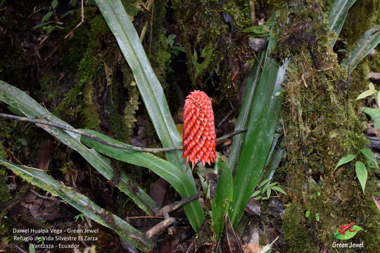 Image of Ronnbergia veitchii (Baker) Aguirre-Santoro