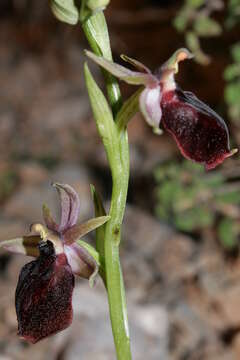 Image of Horseshoe bee-orchid