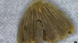 Image of Coprinellus aokii (Hongo) Vilgalys, Hopple & Jacq. Johnson 2001