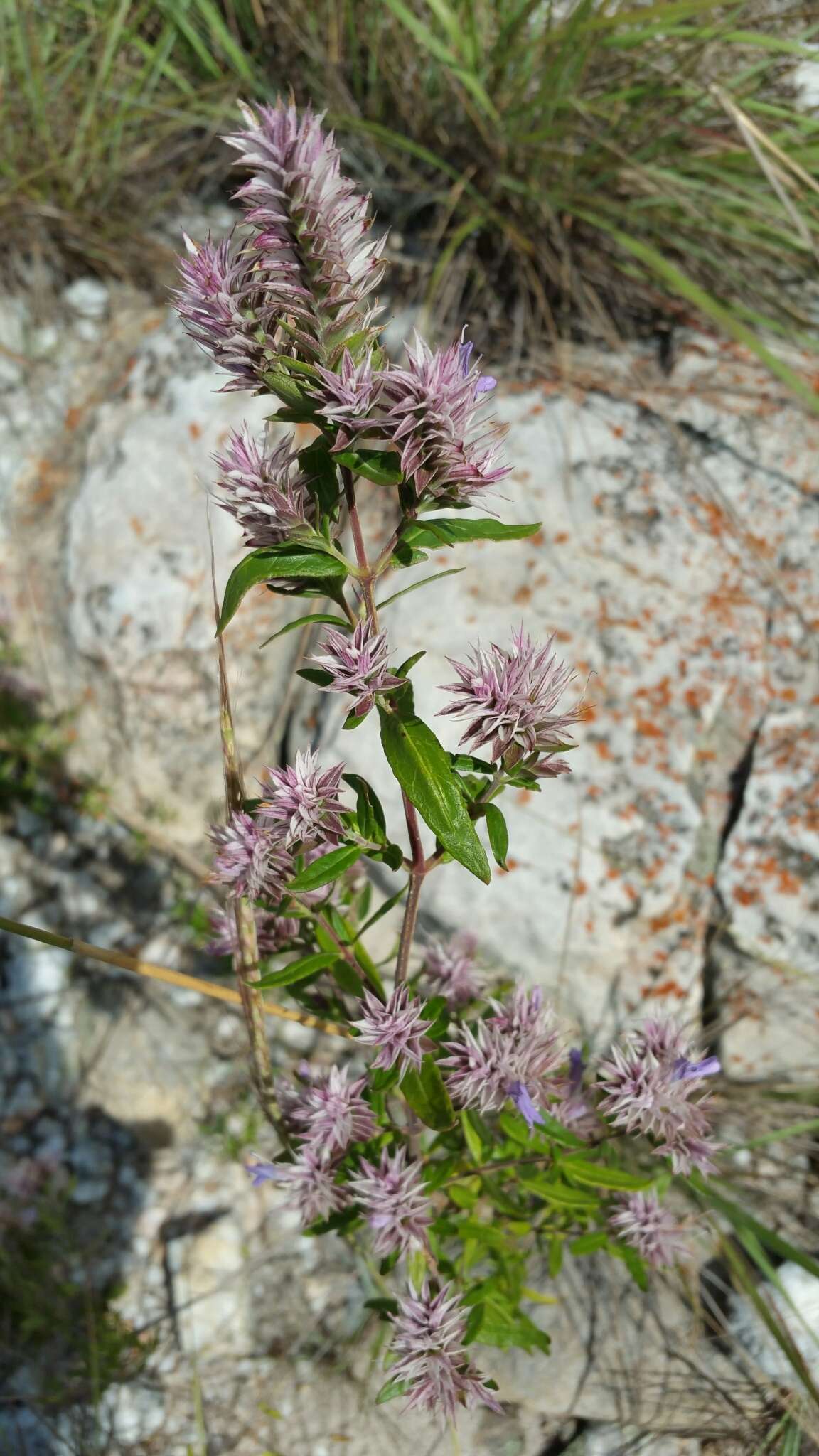 Image of Lepidagathis perrieri Benoist