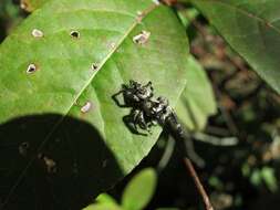 Phidippus otiosus (Hentz 1846)的圖片