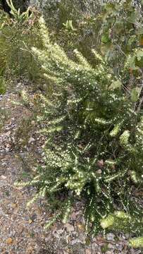 Image of Grevillea trifida (R. Br.) Meissner