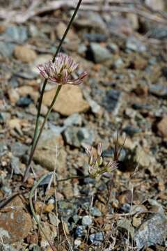 Image of serpentine onion