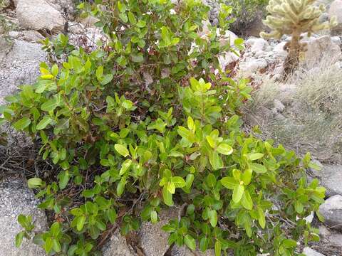 Image of Kearney's sumac