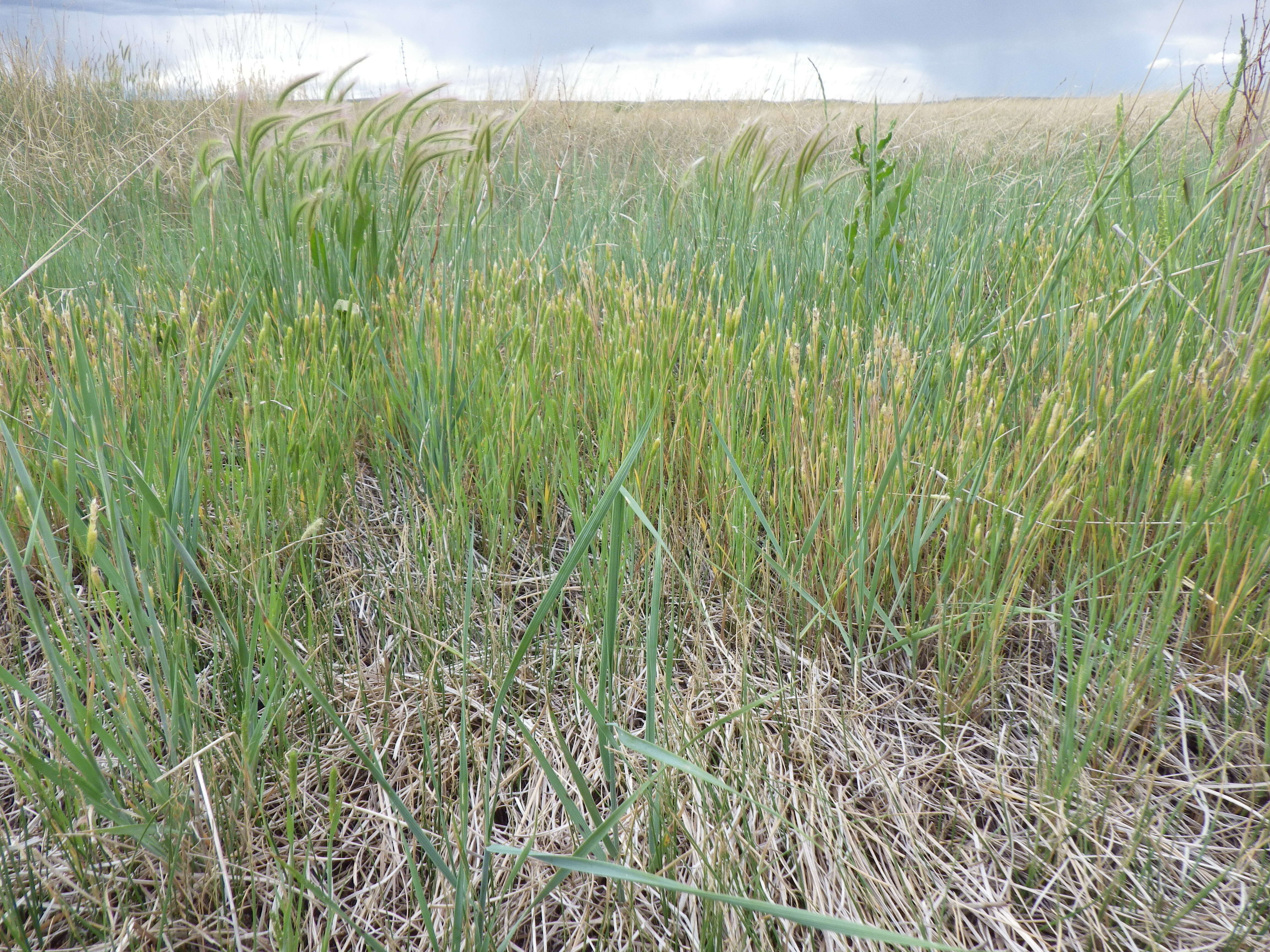 Image of Carolina foxtail