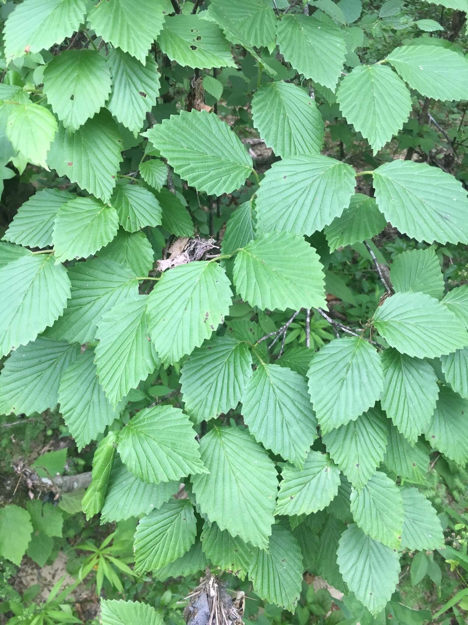 Image de Viburnum alabamense (Mc Atee) Sorrie