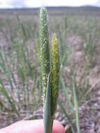 Image of Carolina foxtail