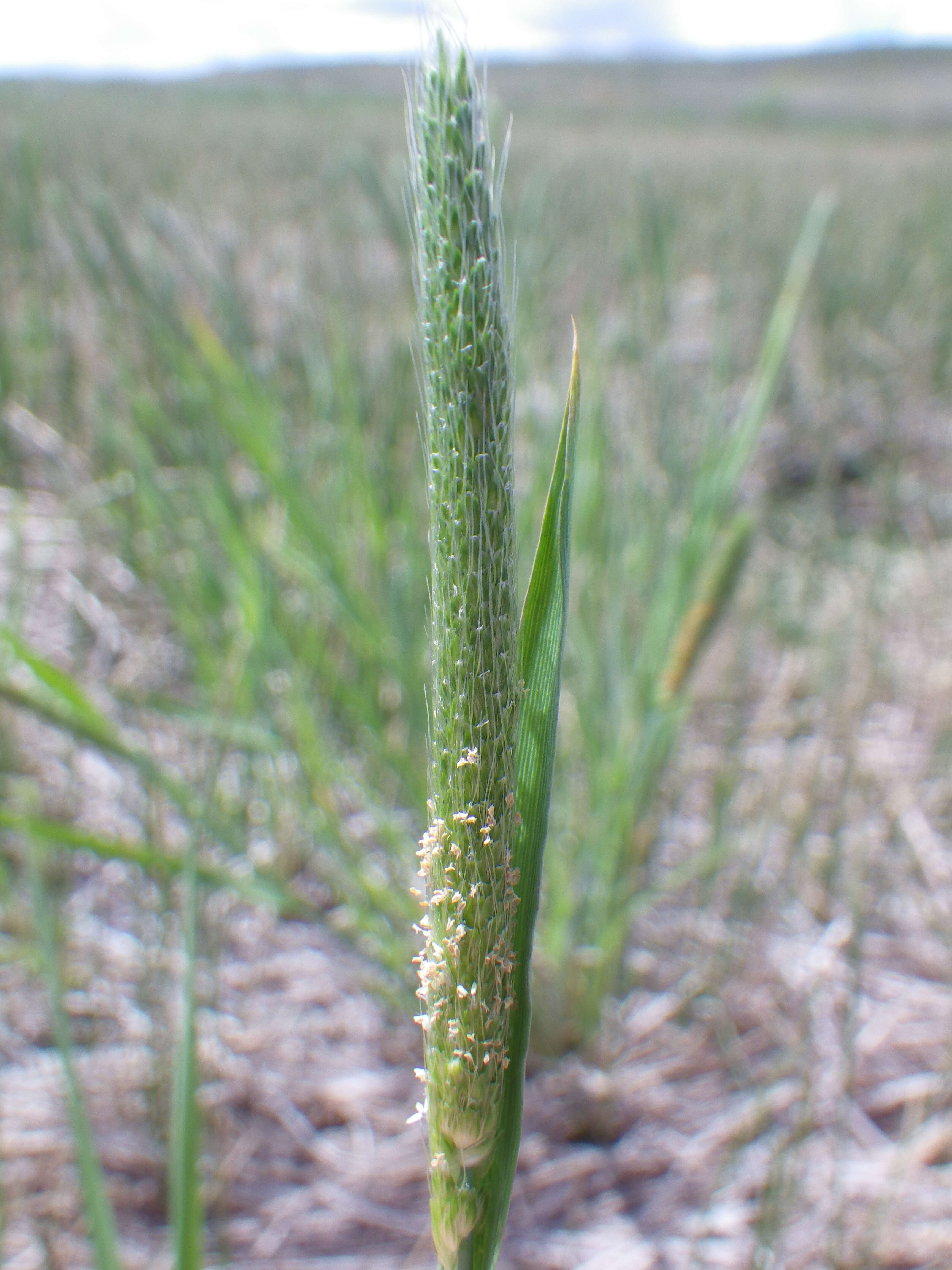 Image of Carolina foxtail