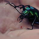 Sivun Calosoma (Calosoma) aurocinctum Chaudoir 1850 kuva