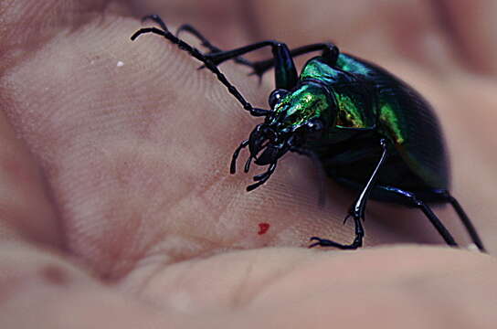 Слика од Calosoma (Calosoma) aurocinctum Chaudoir 1850