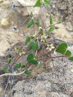 Image de Philibertia candolleana (Hook. & Arn.) Goyder