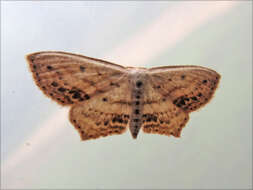 Image of Frosted Tan Wave Moth