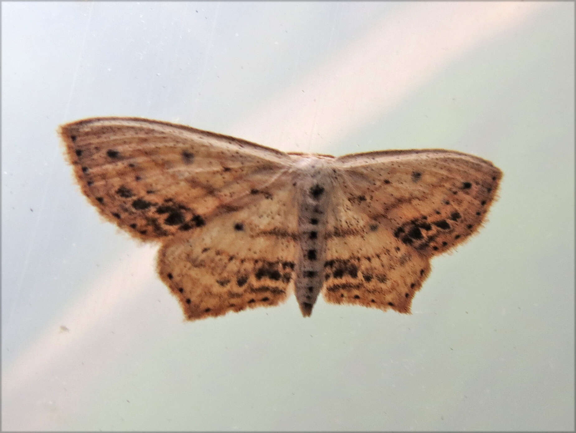 Image of Frosted Tan Wave Moth