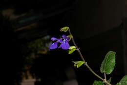 Image of Salvia xolocotzii Bedolla & Zamudio