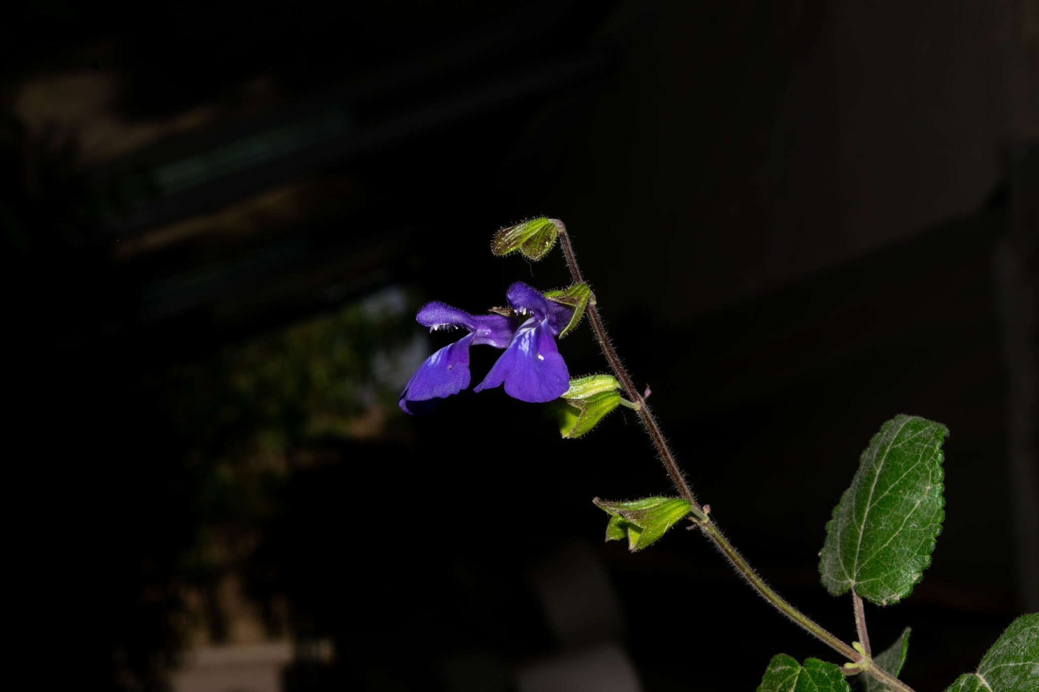 Image of Salvia xolocotzii Bedolla & Zamudio