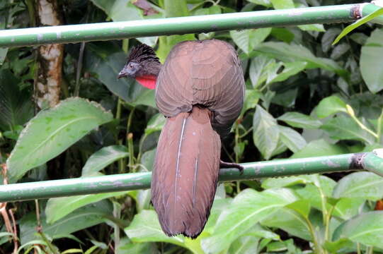 Image of Crested Guan