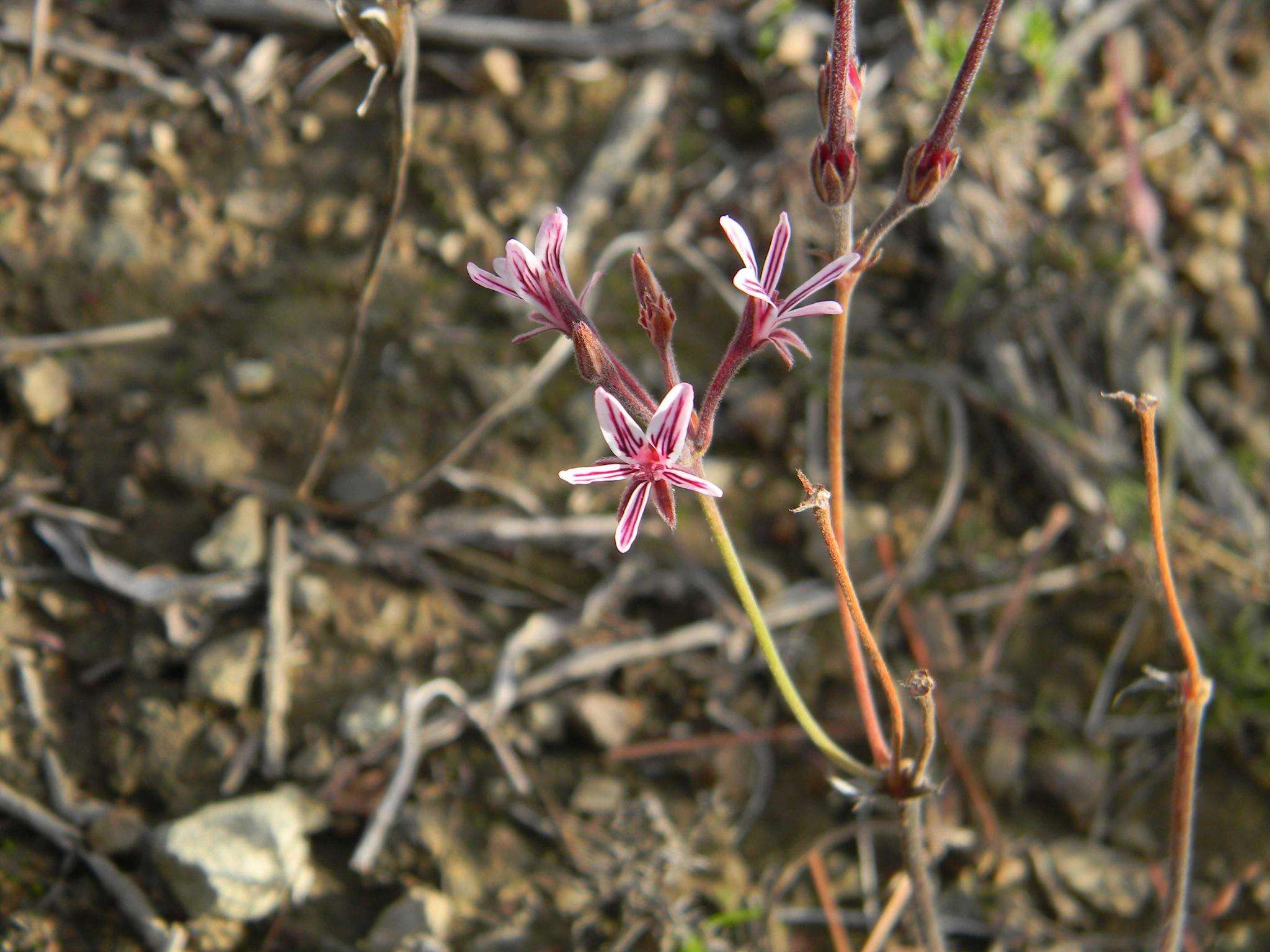 Image of Pelargonium caledonicum L. Bolus