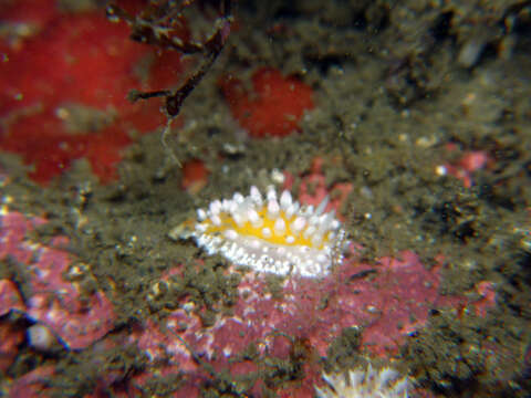 Cadlinella subornatissima Baba 1996 resmi